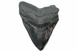 Serrated, Fossil Megalodon Tooth - South Carolina #239811-1